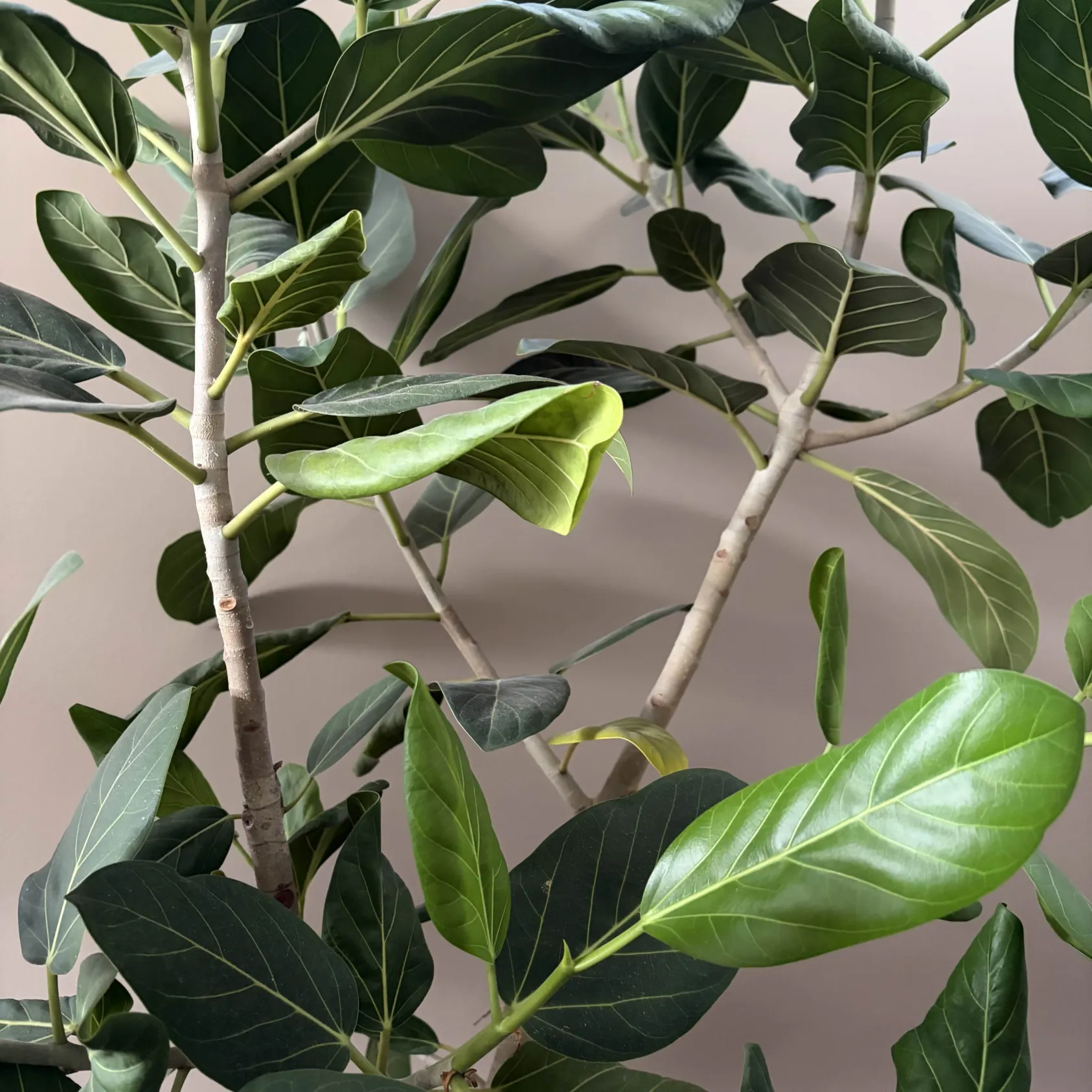 The rustling of leaves on a house plant.